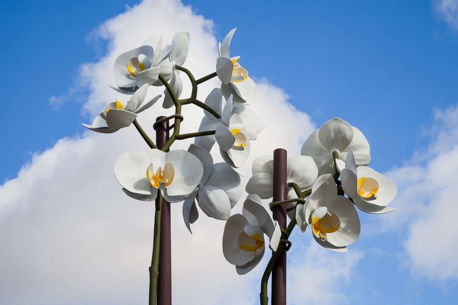 IG Orchids Final Photos 06 sm