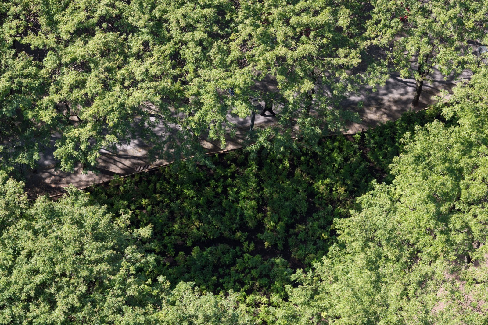 PAF Finch 2016 10 06 DSC 7370 Photo Timothy Schenck.jpg