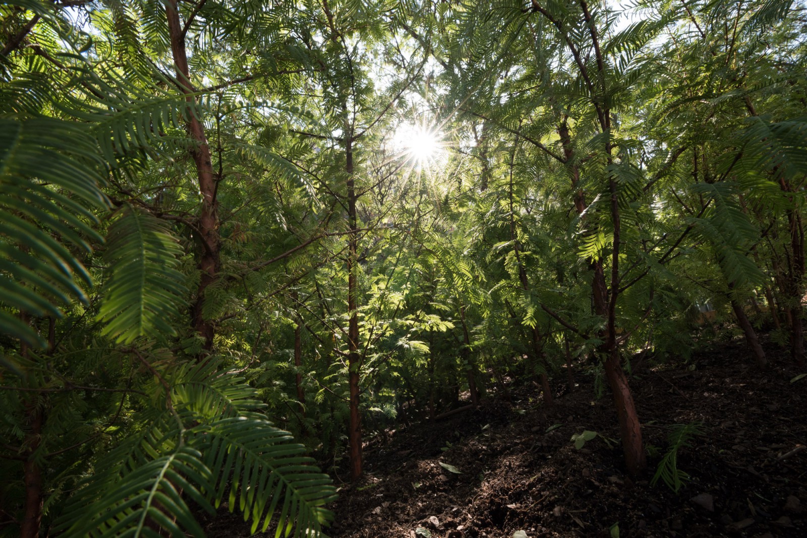 PAF Finch 2016 10 06 DSC 7543 Photo Timothy Schenck.jpg