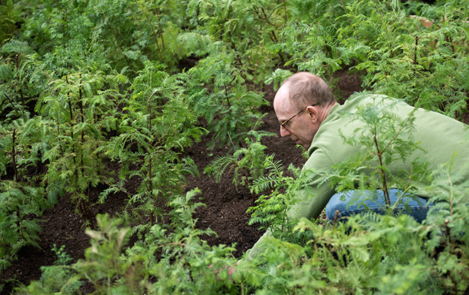SFtreeadoption web horizontal