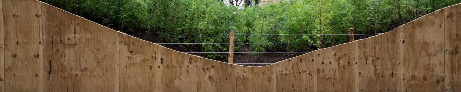 SFtreeadoption web panorama