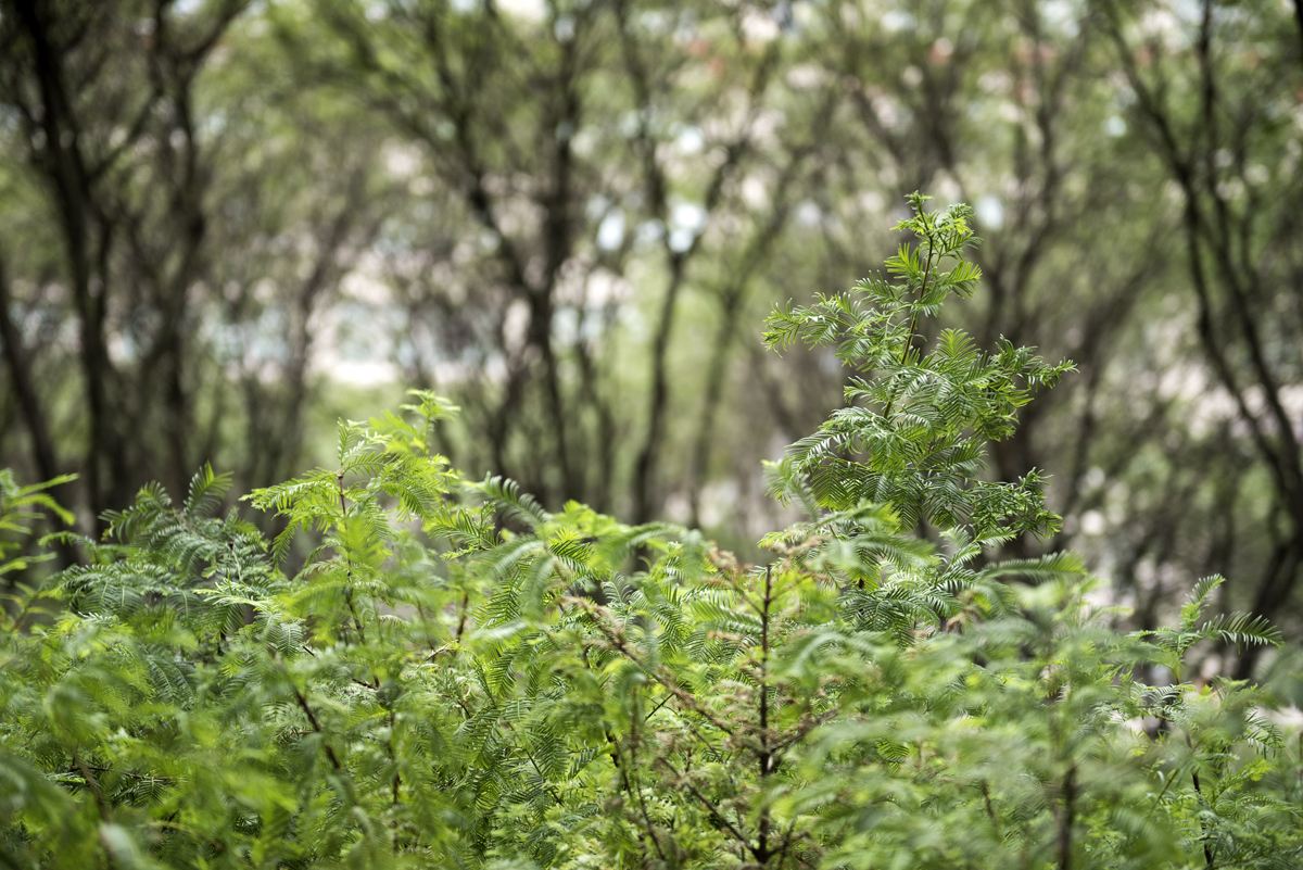 *Schenck PAF Finch 2016 09 29 DSC 6525.jpg