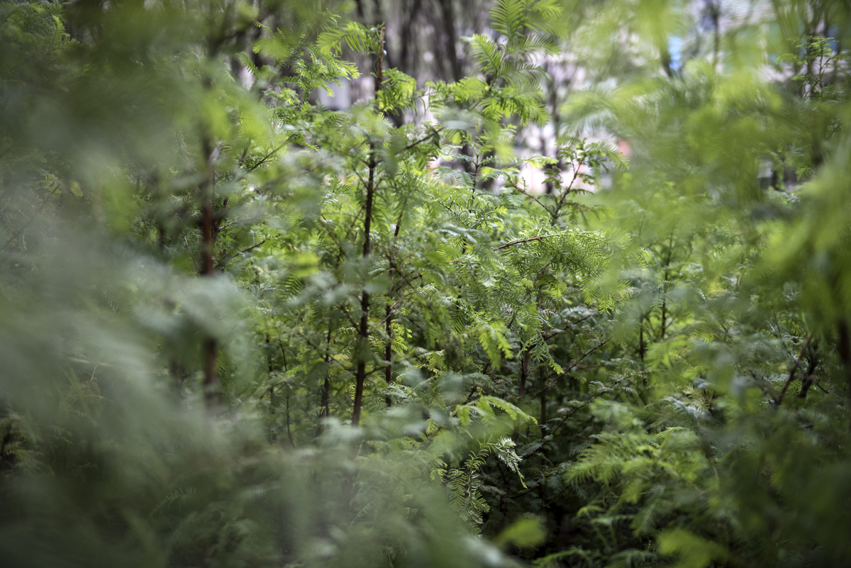 *Schenck PAF Finch 2016 09 29 DSC 6644.jpg