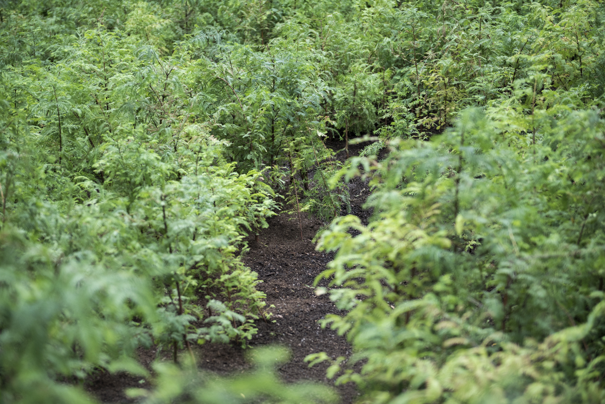 *Schenck PAF Finch 2016 09 29 DSC 6802.jpg