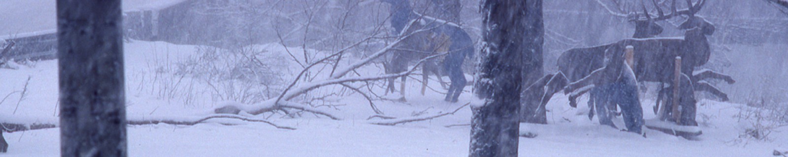 WellsD HuntingCaza web panorama