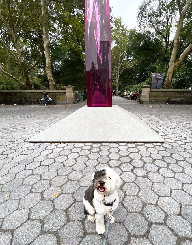 A medium-size dog with curly black and white fur sits in front of a tall polished translucent magenta sculpture.