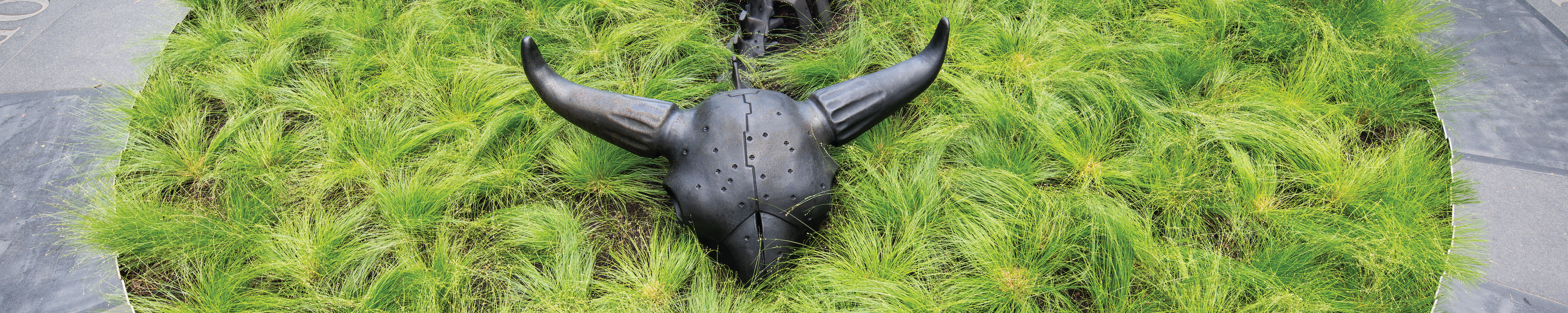 A 10-foot-long black steel sculpture of a bison skeleton sits within a shallow circular bed of green grass in a public park in New York City.
